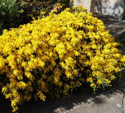 Genista pilosa var minor